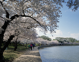 Cherry Blossoms Fine Art Print